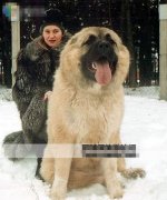 <b>世界上最大的狗,体型庞大-看图</b>