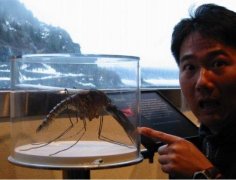 <b>世界上最大的蚊子标本-发现于中国</b>
