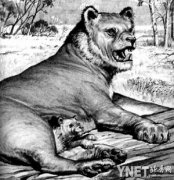 世界最凶猛动物是什么?来自最＂凶残＂