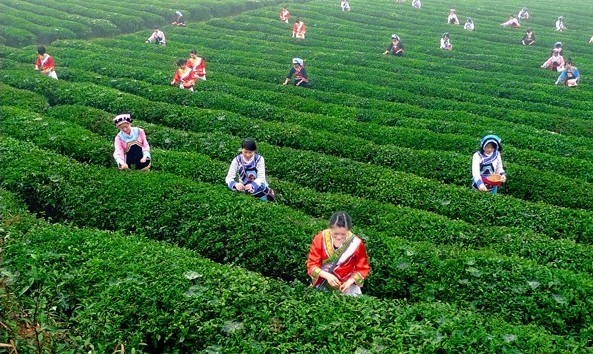 中国十大品牌茶是那些？最早的十大名茶排行揭晓