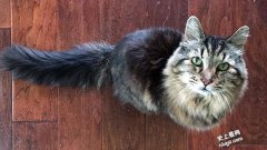 世界上最长寿的猫-Tiffany Two在27岁2个月