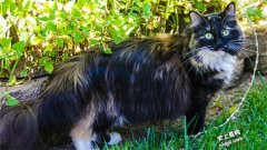 世界最长的猫毛25.68厘米（10.11英寸）