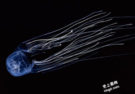 世界上已知最毒的生物-夺命仙子