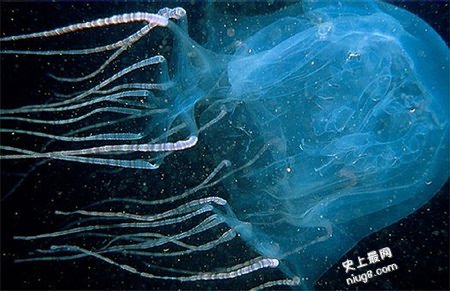 世界上已知最毒的生物-夺命仙子