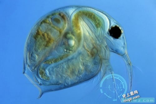 地球上最强壮的动物是身长仅1到2毫米的水蚤