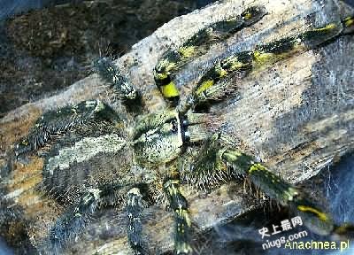 地球最毒的十种蜘蛛都有哪些？