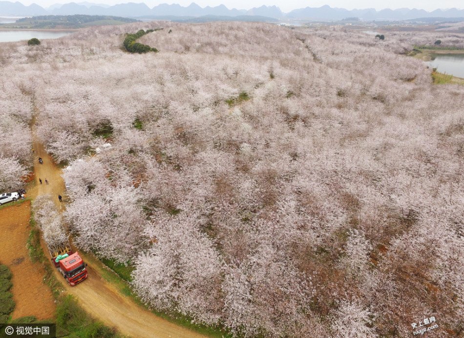 世界上最大的花海：贵阳红枫湖畔万亩花海盛开