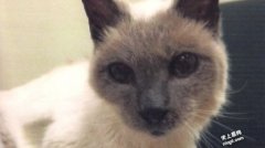 世上最长寿猫30岁的“史古特” 秘诀…保