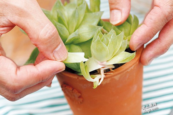 多肉植物胧月（石莲花）也可以吃?