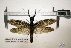 世界最大的水生昆虫-成都华希昆虫博物馆