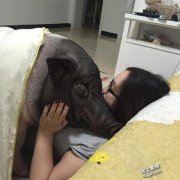 苗条美女子与庞大宠物猪同床4年 真是醉