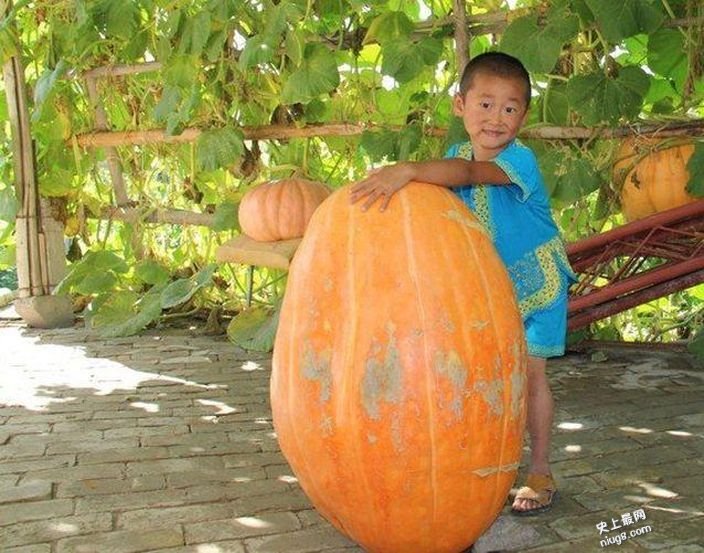 新疆焉耆县史上最大南瓜 重达48公斤的巨型南瓜