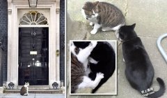 英国第一猫拉里VS外交部首席捕鼠官帕默