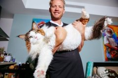 美国纽约巨猫-Samson的缅因猫 重28磅 体长