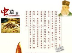 中国虫草世界最贵 比羊肚菌、松茸这样的