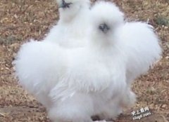 世界最怪「鸡」什么样子的？