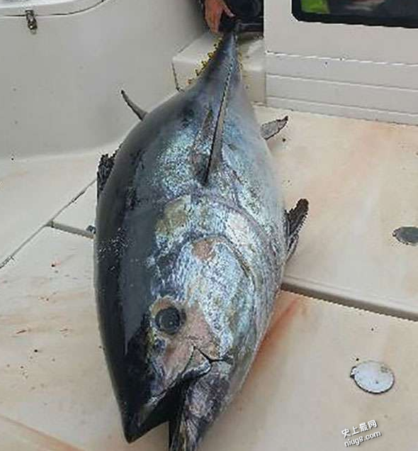 猛兽系巨无霸鲔鱼 被英国游客用3小时钓起