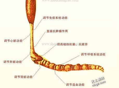 中国虫草世界最贵 比羊肚菌、松茸这样的山珍更名贵