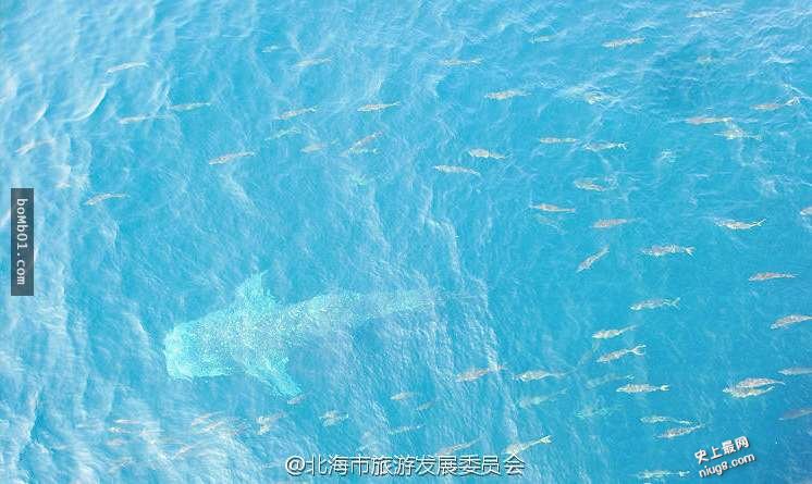 世界上体型最大的鱼类-鲸鲨出现在中国广西北海涠洲岛