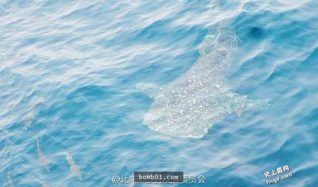 世界上体型最大的鱼类-鲸鲨出现在中国广西北海涠洲岛
