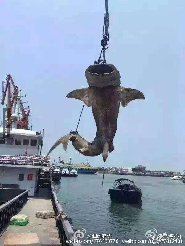 世界上体型最大的鱼类-鲸鲨出现在中国广西北海涠洲岛