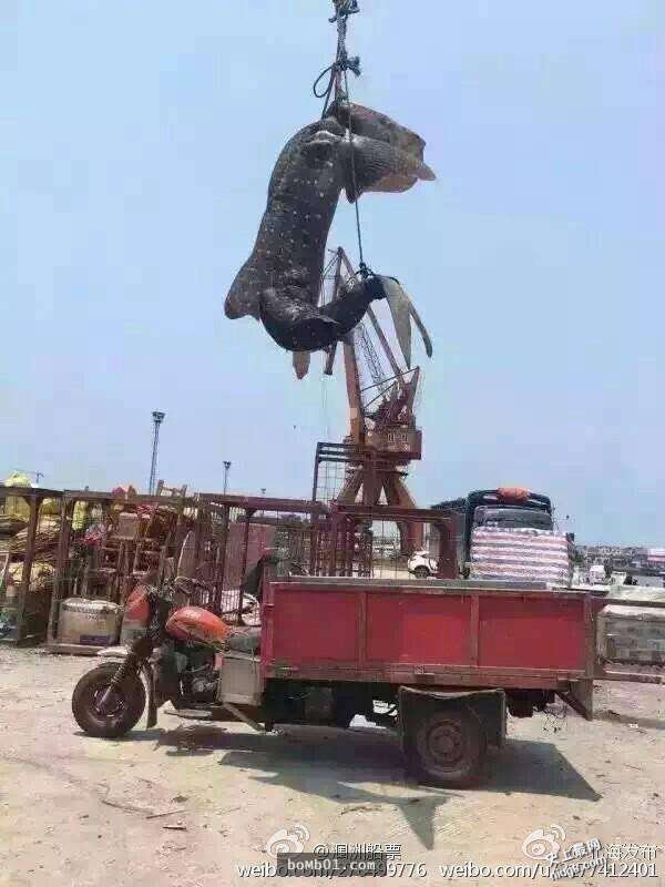 世界上体型最大的鱼类-鲸鲨出现在中国广西北海涠洲岛