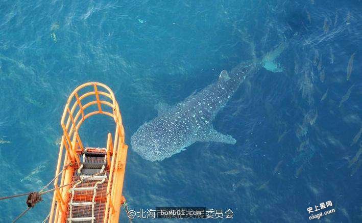世界上体型最大的鱼类-鲸鲨出现在中国广西北海涠洲岛
