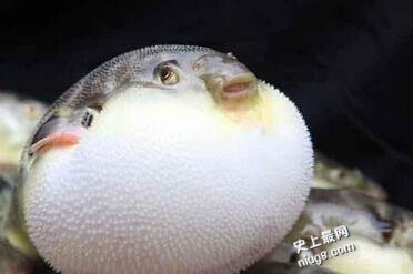 世界上九大最恐怖的鱼，绝对是稀奇古怪的神物