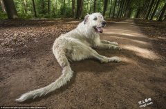 最新世界记录:超长宠物猫、最会跳骆马和