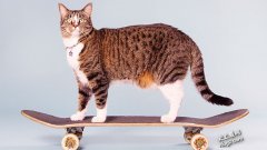 世界上会最多技能的猫Didga 60秒内表演2