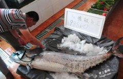 烟台现罕见鲅鱼王：蓝点马鲛长什么样的