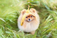 毛茸茸的博美犬超萌眼神融化你，看过它