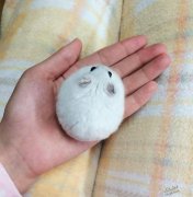 10种全世界最圆的动物！鼻血要被这些可