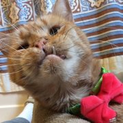 患有先天疾病的橘虎斑猫爱撒娇的样子，