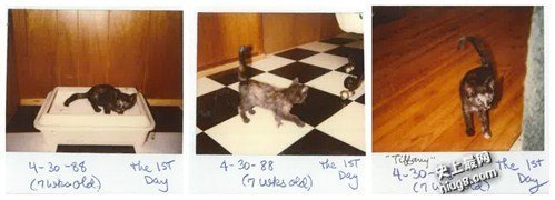 世界上最老猫咪去世27岁