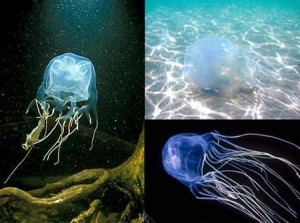 世界上已知最毒的生物-夺命仙子