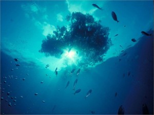 地球透明度最高的海-北大西洋百慕大岛群