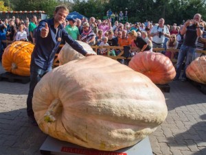 世界上最大的南瓜重953.5公斤