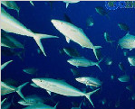 盘点世界上最大的水族馆（图）