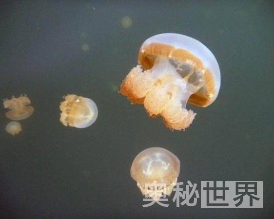 盘点地球上8大潜水胜地（图）