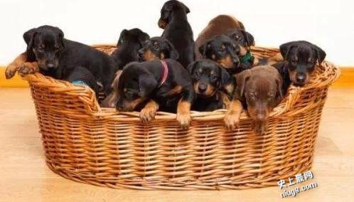 世界最多一胎生13只小狗的宾犬