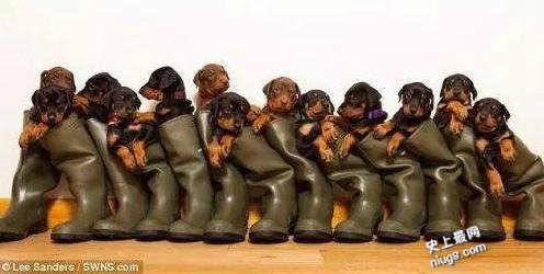世界最多一胎生13只小狗的宾犬
