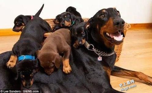 世界最多一胎生13只小狗的宾犬