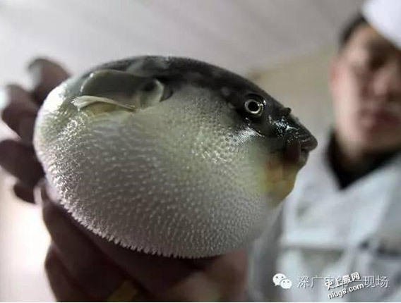 世界上最贵的剧毒小鱼是什么?广东河涌剧毒小鱼