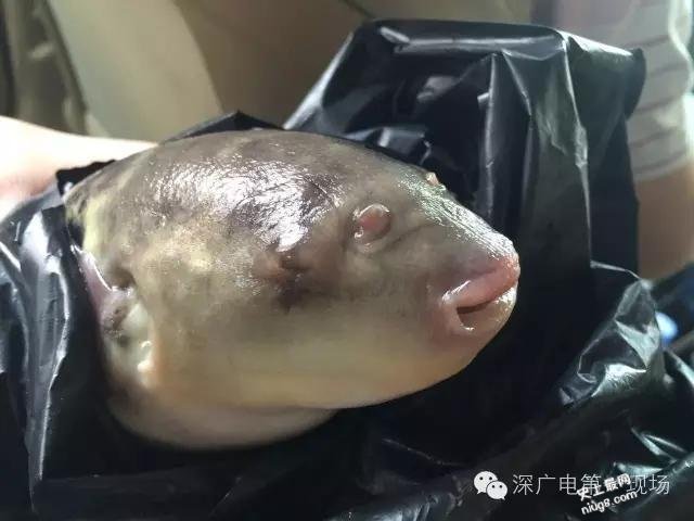 世界上最贵的剧毒小鱼是什么?广东河涌剧毒小鱼