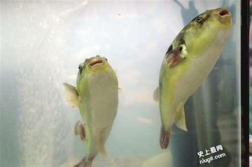 世界上最贵的剧毒小鱼是什么?广东河涌剧毒小鱼