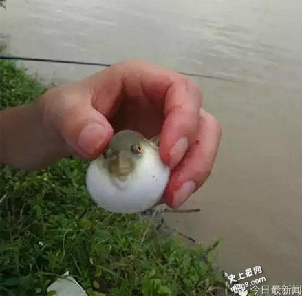 世界上最贵的剧毒小鱼是什么?广东河涌剧毒小鱼
