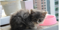 最新推荐2016猫粮十大品牌排行榜