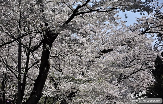 最新中国最美10座大学 你的母校上榜了吗