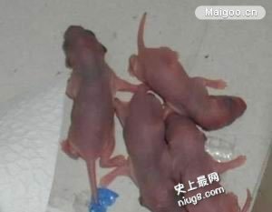 世上10道最残忍的名菜排行 世界上最残忍的菜,